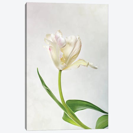 White Tulip On A Light-Coloured Background Canvas Print #NSZ144} by Nailia Schwarz Canvas Artwork