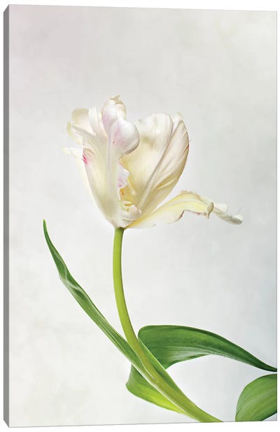 White Tulip On A Light-Coloured Background Canvas Art Print - Nailia Schwarz
