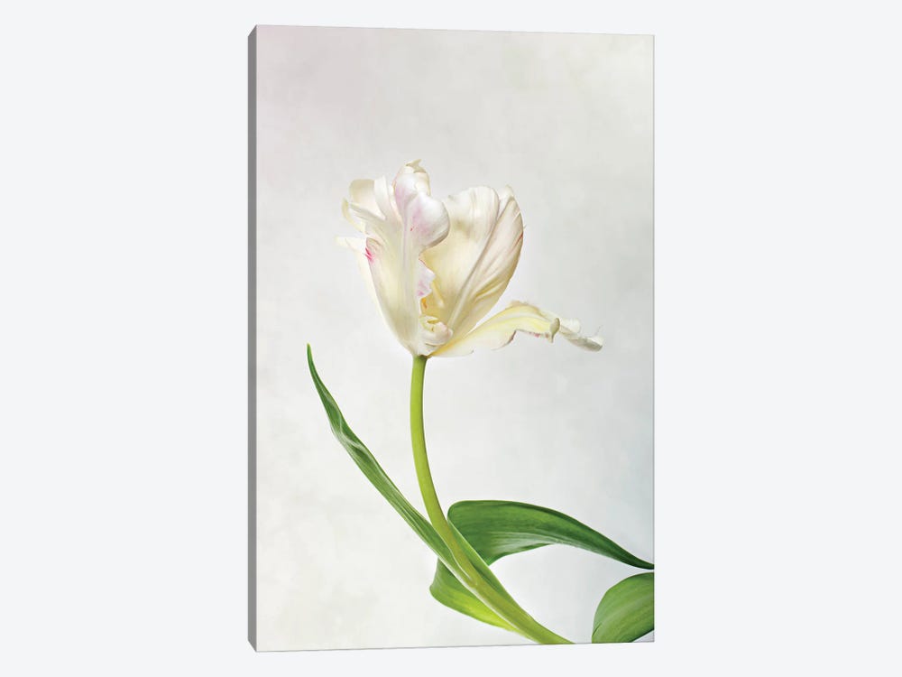 White Tulip On A Light-Coloured Background by Nailia Schwarz 1-piece Art Print