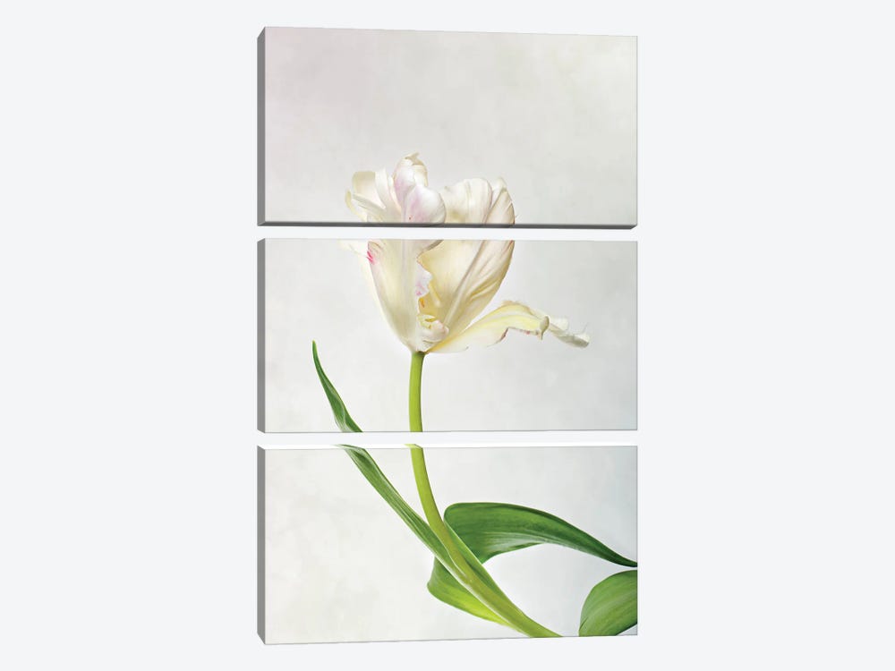 White Tulip On A Light-Coloured Background by Nailia Schwarz 3-piece Art Print