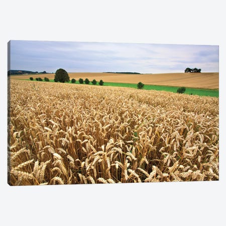 A Wheat Field Stretches To The Horizon. Canvas Print #NSZ145} by Nailia Schwarz Canvas Art