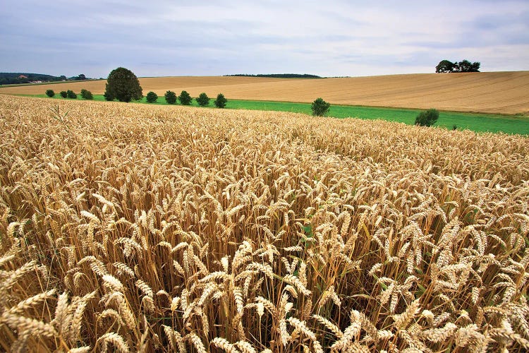 A Wheat Field Stretches To The Horizon.