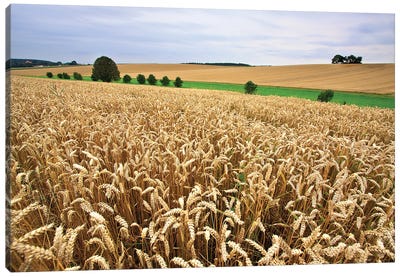 A Wheat Field Stretches To The Horizon. Canvas Art Print - Nailia Schwarz