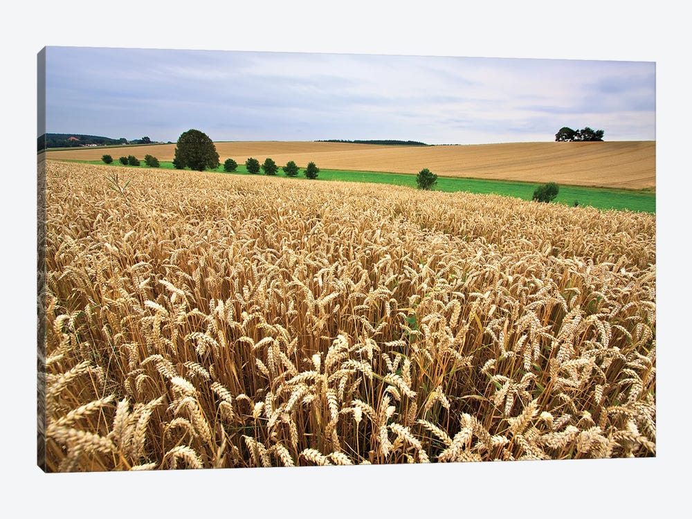 A Wheat Field Stretches To The Horizon. by Nailia Schwarz 1-piece Canvas Art