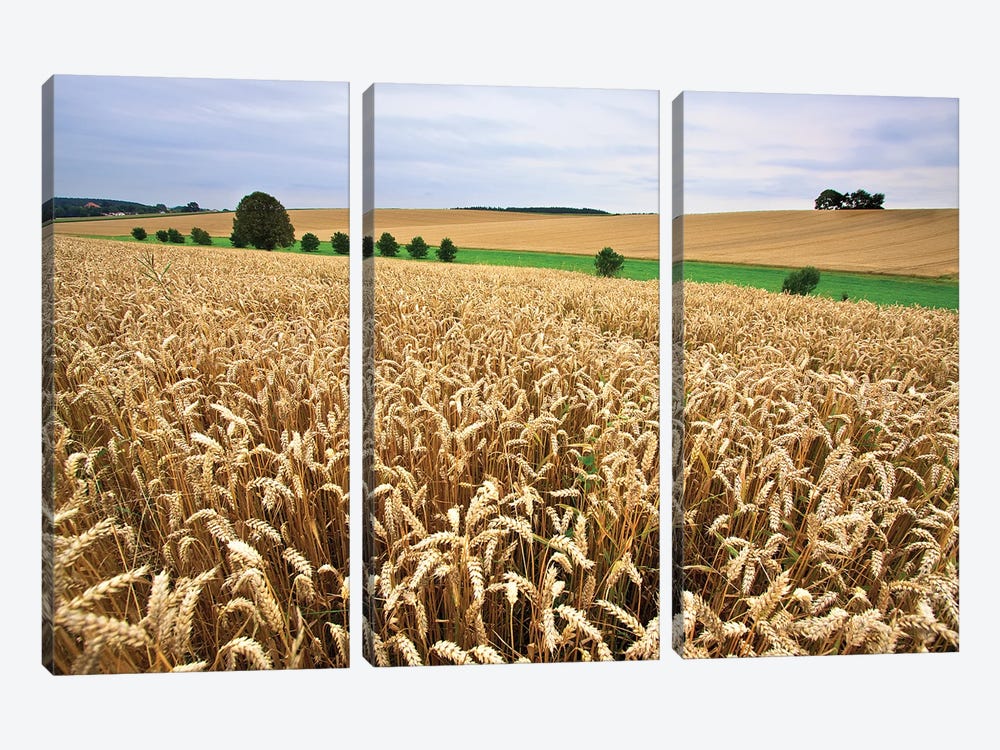 A Wheat Field Stretches To The Horizon. by Nailia Schwarz 3-piece Canvas Wall Art