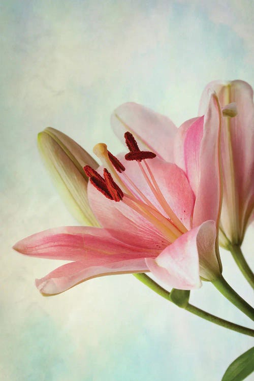 Pink Lily On Blue Background