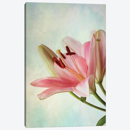 Pink Lily On Blue Background Canvas Print #NSZ156} by Nailia Schwarz Canvas Art Print