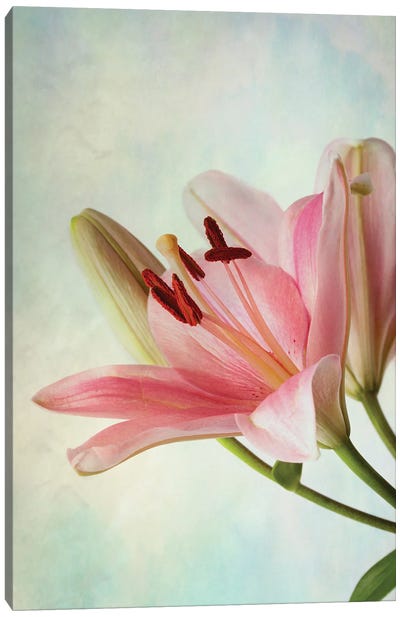 Pink Lily On Blue Background Canvas Art Print - Nailia Schwarz