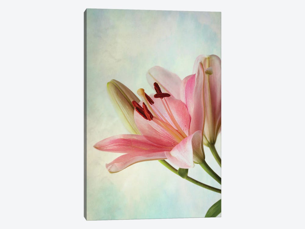 Pink Lily On Blue Background by Nailia Schwarz 1-piece Canvas Wall Art
