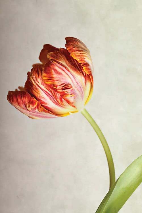 Red Tulip On A Beige Background