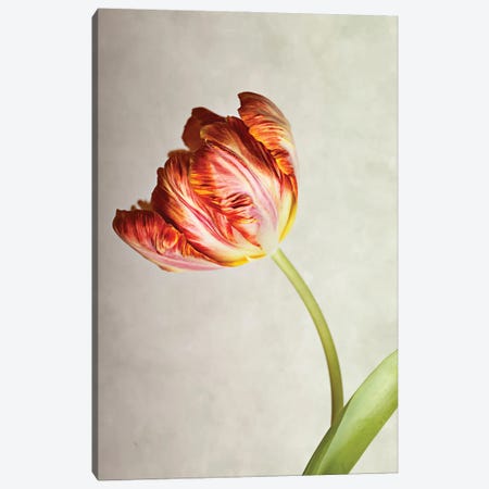 Red Tulip On A Beige Background Canvas Print #NSZ157} by Nailia Schwarz Canvas Print