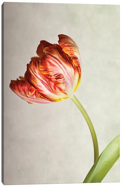 Red Tulip On A Beige Background Canvas Art Print - Nailia Schwarz