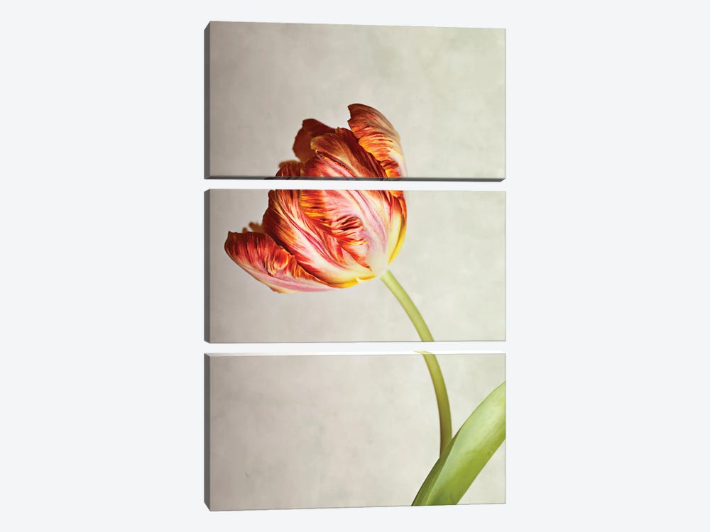 Red Tulip On A Beige Background by Nailia Schwarz 3-piece Canvas Art Print