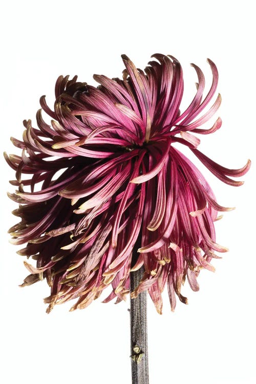 A Wilting Chrysanthemum Blossom