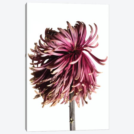 A Wilting Chrysanthemum Blossom Canvas Print #NSZ158} by Nailia Schwarz Canvas Art