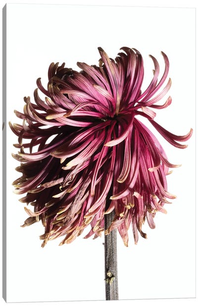 A Wilting Chrysanthemum Blossom Canvas Art Print - Chrysanthemum Art