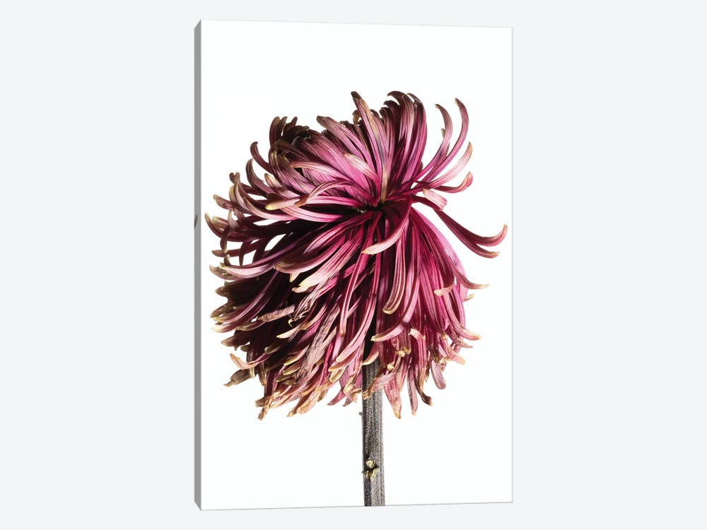 A Wilting Chrysanthemum Blossom by Nailia Schwarz 1-piece Canvas Wall Art