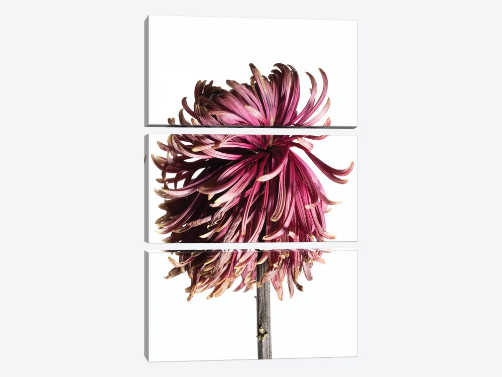 A Wilting Chrysanthemum Blossom by Nailia Schwarz 3-piece Canvas Art
