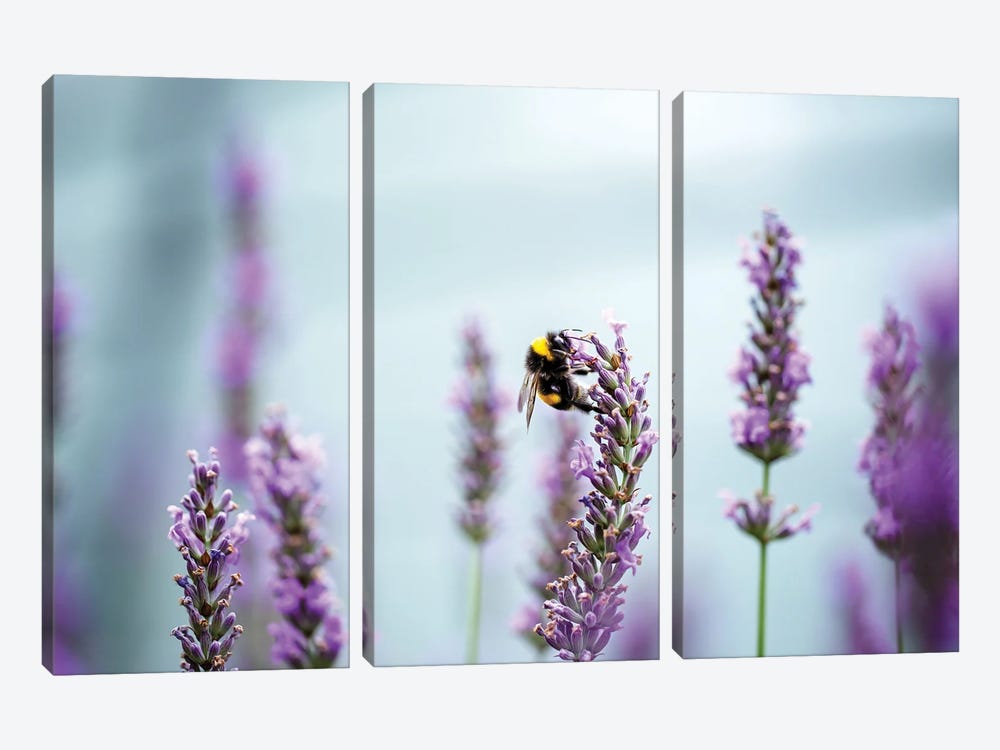 A Bee In A Lavender Field by Nailia Schwarz 3-piece Canvas Art Print