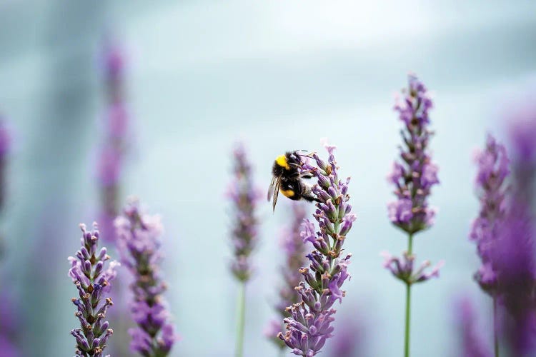 A Bee In A Lavender Field