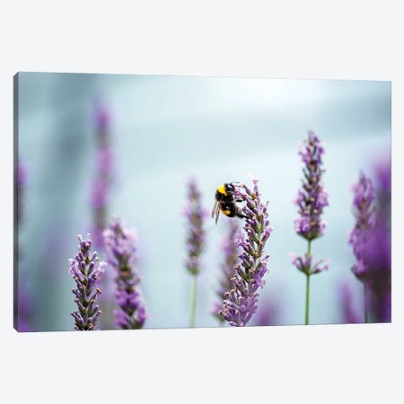 A Bee In A Lavender Field Canvas Print #NSZ160} by Nailia Schwarz Canvas Art Print