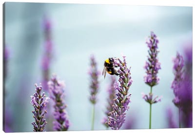 A Bee In A Lavender Field Canvas Art Print - Lavender Art