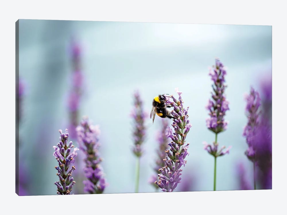 A Bee In A Lavender Field by Nailia Schwarz 1-piece Canvas Art Print