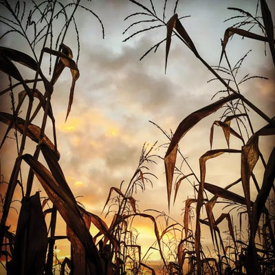 Corn Field, Sunset Canvas Art Print By Nailia Schwarz | ICanvas