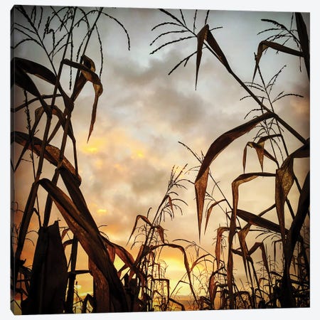 Corn Field, Sunset Canvas Print #NSZ161} by Nailia Schwarz Canvas Print
