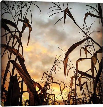 Corn Field, Sunset Canvas Art Print - Nailia Schwarz