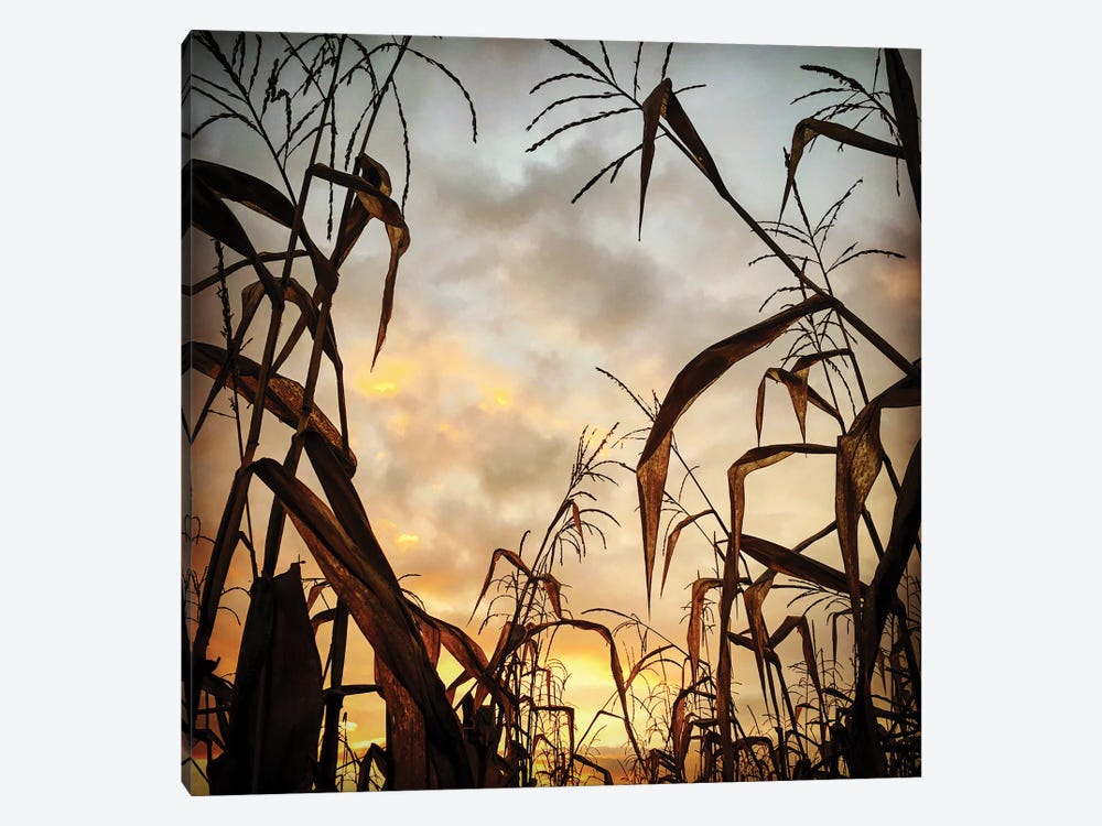 Corn Field, Sunset by Nailia Schwarz 1-piece Canvas Art