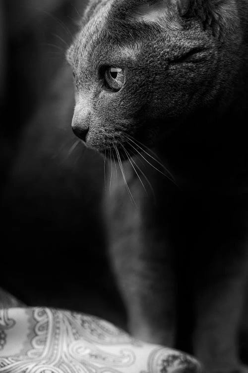 Russian Blue Cat, Black And White Portrait 2