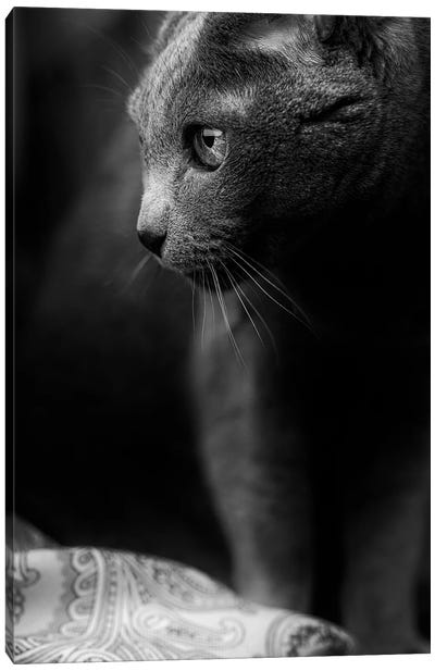 Russian Blue Cat, Black And White Portrait 2 Canvas Art Print - Monochromatic Photography