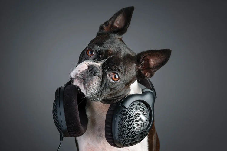 Boston Terrier And Earphones