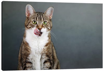 Happy Cat Canvas Art Print - Animal & Pet Photography