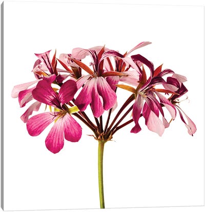 Flower Pink Canvas Art Print - Nailia Schwarz
