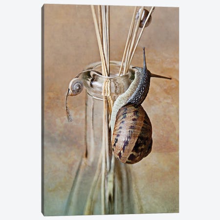 Still Life With Snails Canvas Print #NSZ170} by Nailia Schwarz Canvas Art
