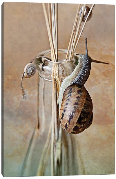 Still Life With Snails Canvas Art Print - Snail Art