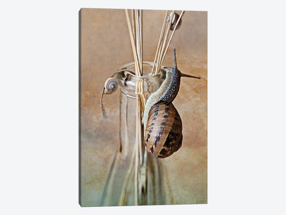 Still Life With Snails by Nailia Schwarz 1-piece Canvas Art
