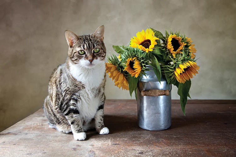 Still Life With Cat And Sunflower