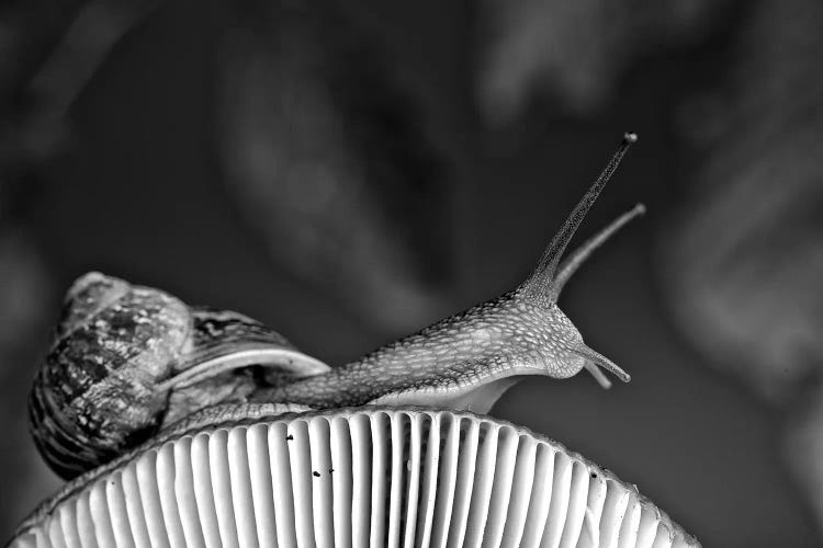 Snail On Mushroom