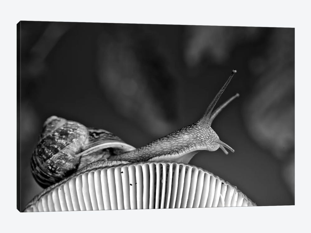 Snail On Mushroom by Nailia Schwarz 1-piece Canvas Artwork