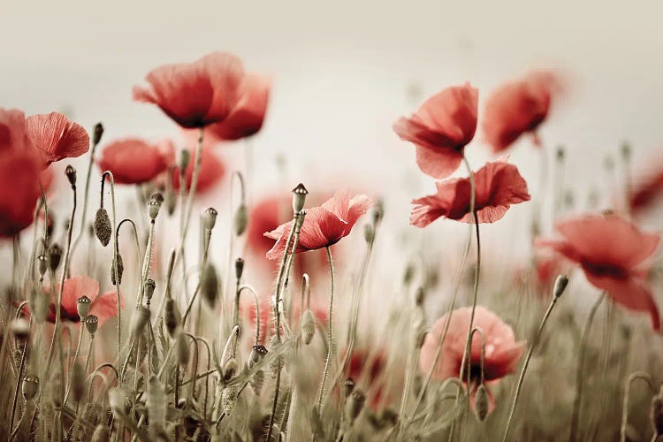 Poppy Field In Warm Colours