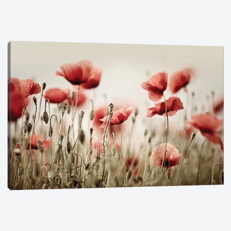 Poppy Field In Warm Colours Canvas Print #NSZ173} by Nailia Schwarz Canvas Artwork