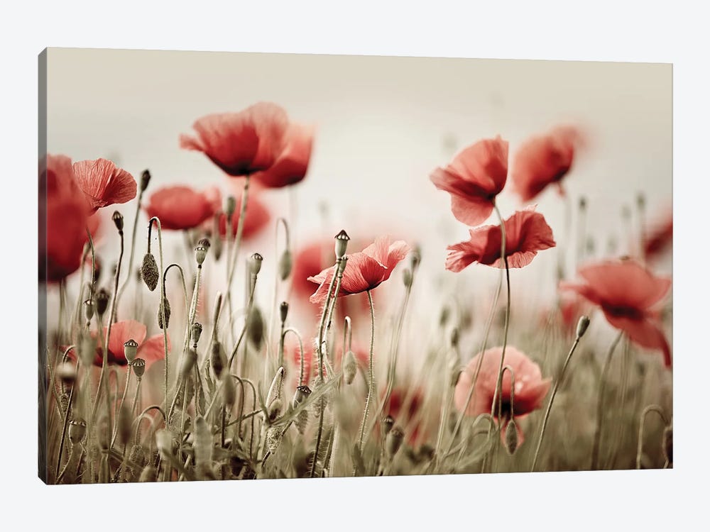 Poppy Field In Warm Colours by Nailia Schwarz 1-piece Art Print