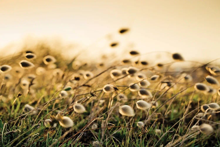 Sea Grass On The Beach