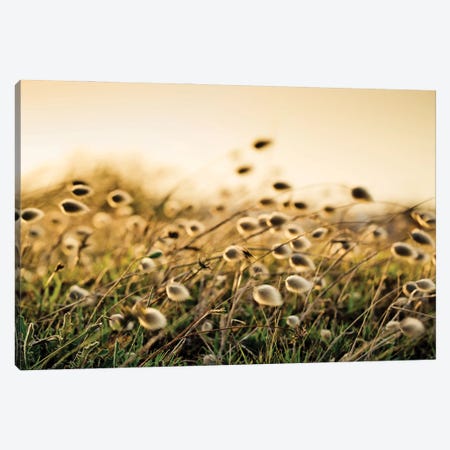 Sea Grass On The Beach Canvas Print #NSZ174} by Nailia Schwarz Canvas Print