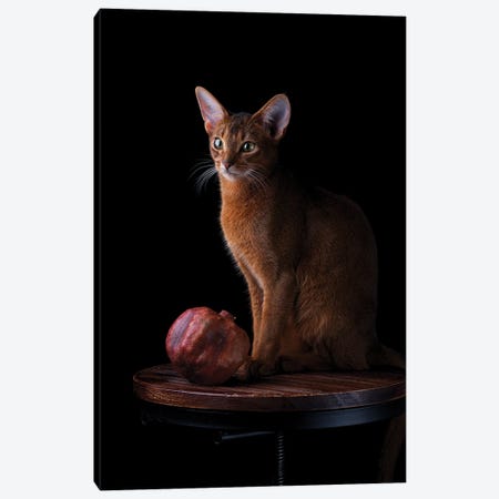 Abyssinian Cat And Pomegranate Canvas Print #NSZ176} by Nailia Schwarz Canvas Print
