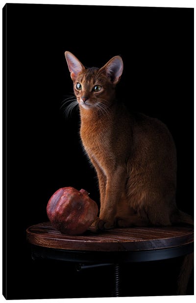 Abyssinian Cat And Pomegranate Canvas Art Print - Abyssinian Cat Art