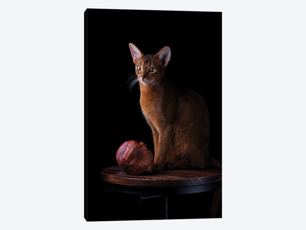 Abyssinian Cat And Pomegranate by Nailia Schwarz 1-piece Canvas Artwork